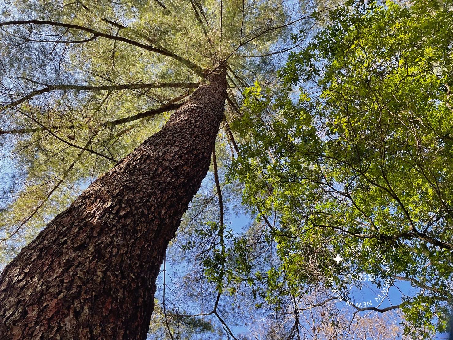 谷關 捎來步道 親民還是需要腳力的步道 泡溫泉前的小運動 - 第20張圖 谷關 捎來步道 親民還是需要腳力的步道 泡溫泉前的小運動