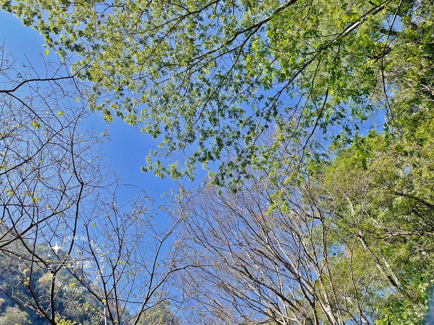 谷關 捎來步道 親民還是需要腳力的步道 泡溫泉前的小運動