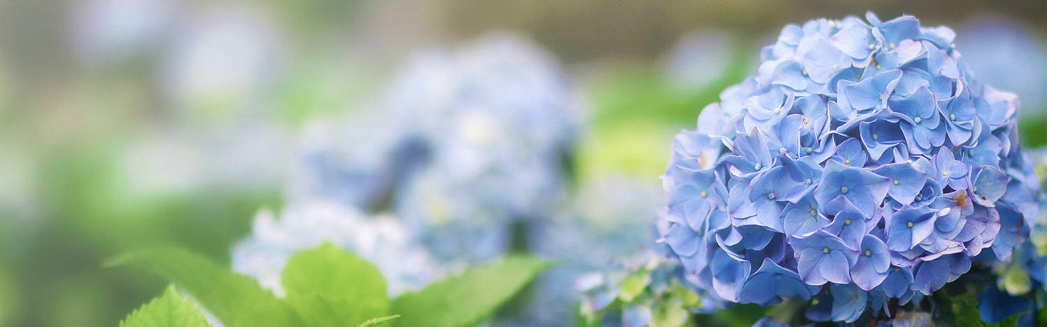 2025台灣 4月旅遊活動 全台活動整理 螢火蟲季 花火節 賞花懶人包隨時更新