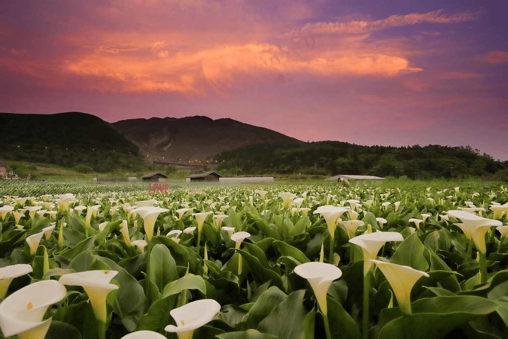 2025台灣 3月旅遊活動 全台活動整理 來去賞櫻、看特展吧 懶人包隨時更新 - 第3張圖