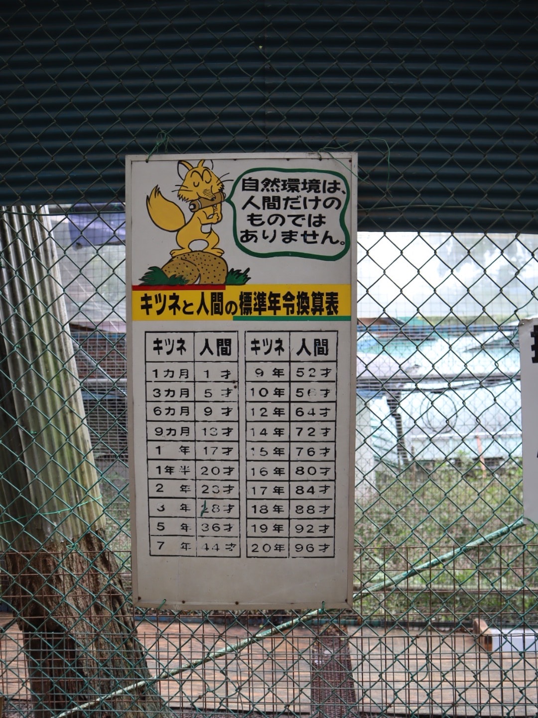 東北自由行熱門景點:宮城藏王狐狸村,與狐狸親密接觸 - 第25張圖 宮城藏王狐狸村 東北自由行熱門景點