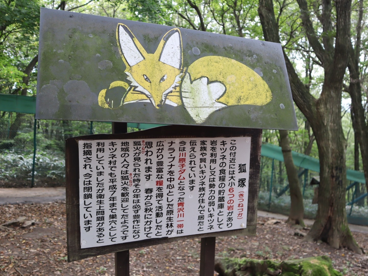 東北自由行熱門景點:宮城藏王狐狸村,與狐狸親密接觸 - 第32張圖 宮城藏王狐狸村 東北自由行熱門景點
