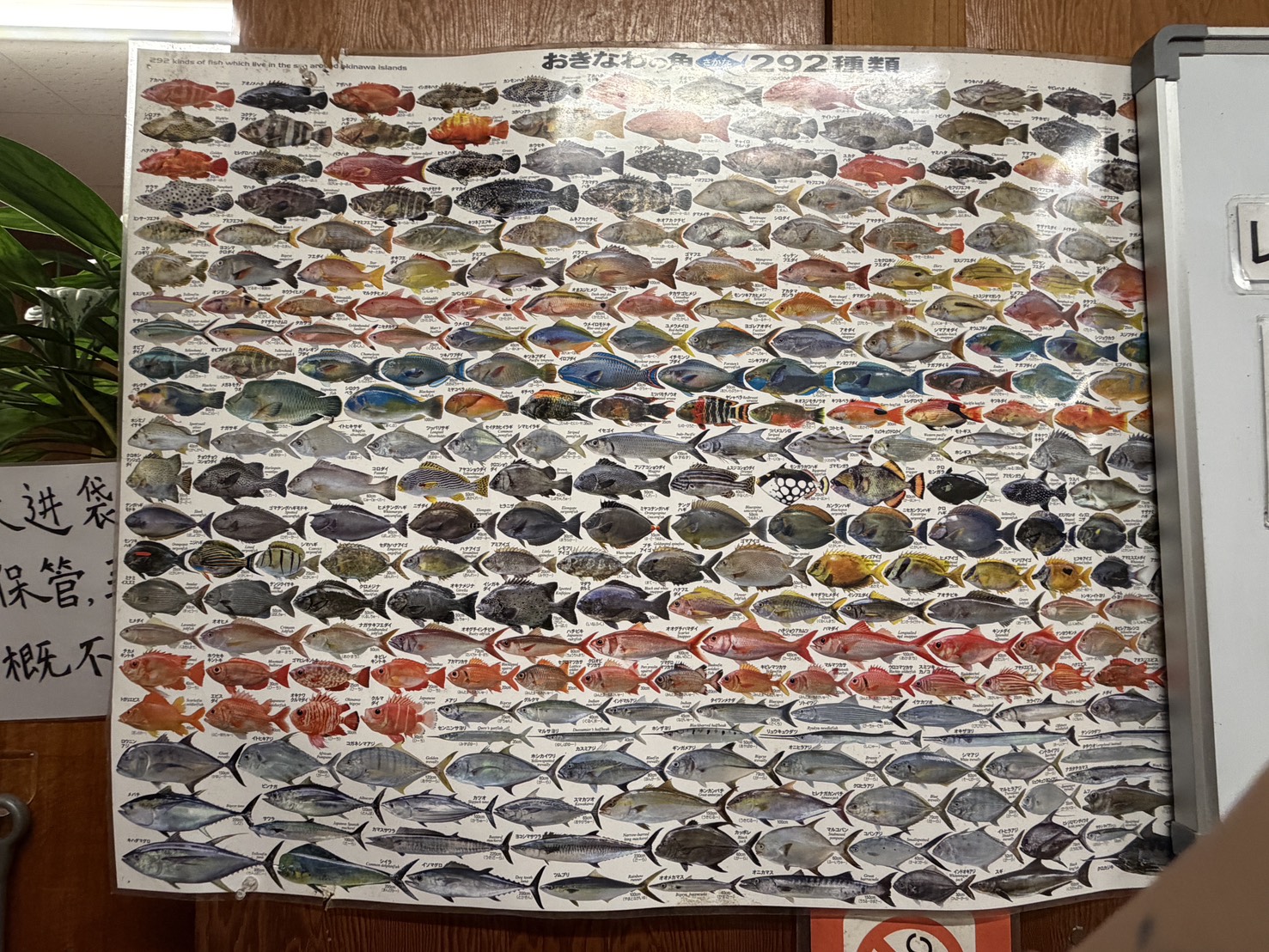 沖繩自由必吃恩納村美食 浜の家海鮮料理 在地人也吃的隱藏版海鮮(濱之家)