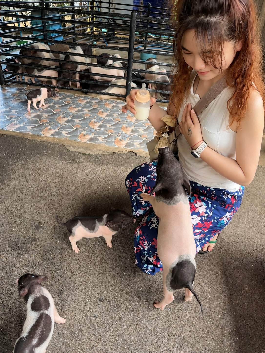 迷你豬餵奶 1