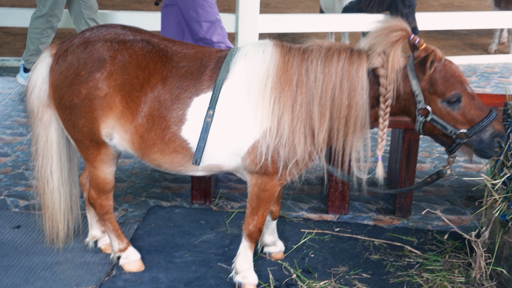 大城動物園 迷你馬