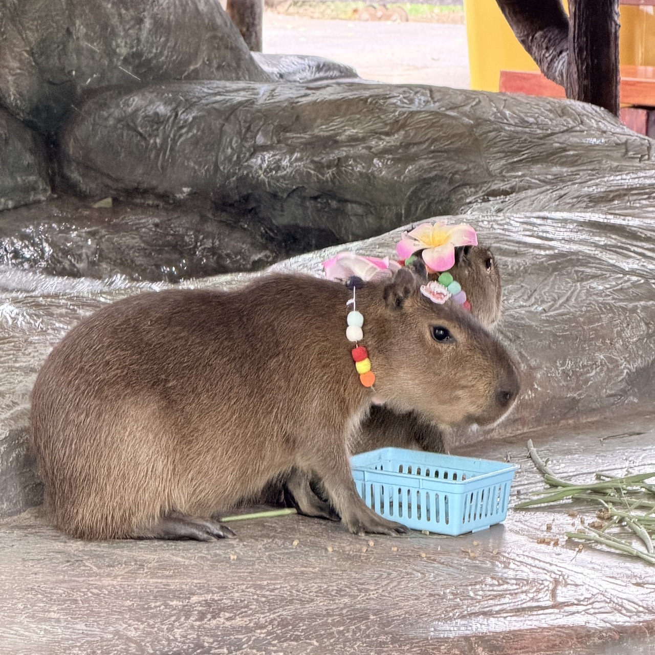 水豚戴花環